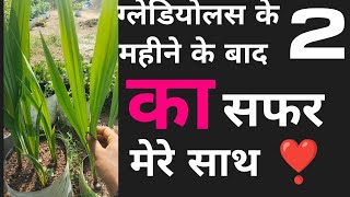 Gladiolus 2 mahine ka update pratima home gardenyoutubeshorts garden ytshorts flowers love [upl. by Denison]