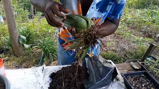 Separating Aloe Barbadensis Miller Pups l How to Multiply Aloe vera Plant [upl. by Trebliw688]