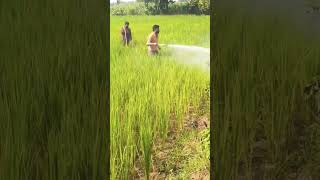 farming Dhan🌾🌾 धान की खेती agriculture videokheti badiindean farming shorts trending video [upl. by Adnih482]