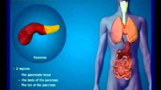 Le PANCREAS Gastro البنكرياس VERSION EN ARABE Gastro casa procto casa [upl. by Dur]