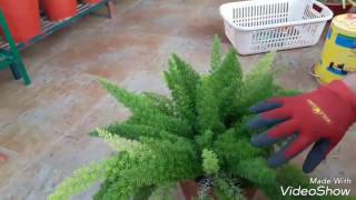 Care and propagation of Fox Tail Fern [upl. by Neiht292]