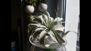 tillandsia  oplatwa podlewanie [upl. by Barny]