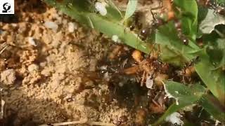 Pheidole Colony Under Attack by Army Ants  Intense Battle in the Wild [upl. by Etem]