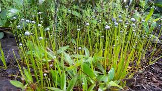 Eriocaulon eurypeplon tiny plants and extinction [upl. by Ahsirtap]