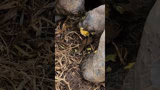 Giant tortoises taking turns with a mango [upl. by Daza237]