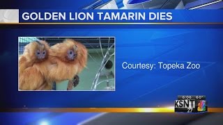 Golden Lion Tamarin dies [upl. by Lyrej]