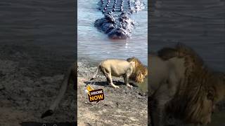 Crocodile stalking Lion crocodile lion [upl. by Geraldina]