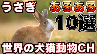 「うさぎの魅力満載！かわいくて自由奔放なうさぎあるある10選」世界の犬猫動物CH [upl. by Enyar]