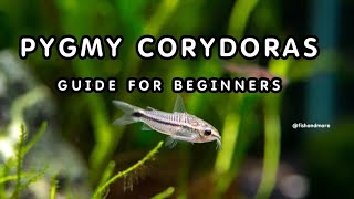 PYGMY CORYDORAS  FULL GUIDE ON PYGMY CORYDORAS BREEDING TANK SIZE DIET PERFECT CONDITIONS [upl. by Reisch353]