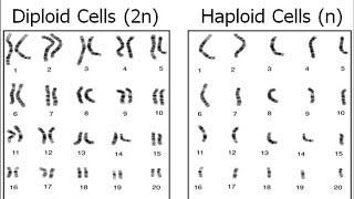 Haploid vs Diploid [upl. by Haerdna]