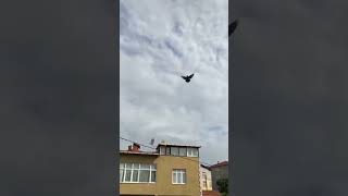 Gelişe Taban Takla Bekleyen Bir Tek Ben miyim güvercin oyunkuşu pigeon [upl. by Ahsenrad538]