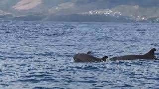 MelonHeaded Whales Distinguished by Their Whitish Lips [upl. by Sherye]