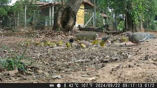 MUITOS PASSAROS NO COMEDOURO passaros passarinho birds passarosnanatureza aves faunabrasileira [upl. by Romalda]