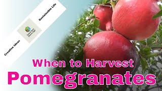 What to Look For  Ripe Pomegranates  Harvest Ripe Pomegranate Video [upl. by Amelina]