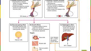 8H Endocrine Adenohypophysis [upl. by Semadar]