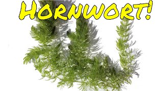 Why Hornwort Is a Fantastic Aquarium Plant [upl. by Emerej]