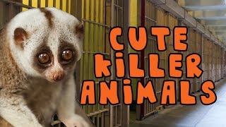 Cute Killer Animals [upl. by Poliard]