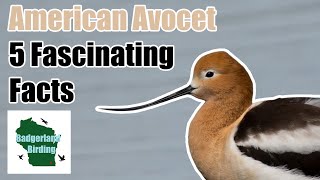 American Avocet 5 Fascinating Facts [upl. by Cara]