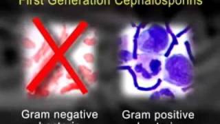 AntiInfective Medication Therapy Cephalosporins Aminoglycosides Macrolides and Quinolones [upl. by Notsag387]