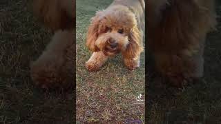 Cavoodle cuteness  fetching ball [upl. by Khai]