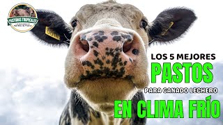 Los 5 mejores PASTOS para ganado lechero EN CLIMA FRÍO ganaderiacolombiana ganaderoscolombia [upl. by Carie27]