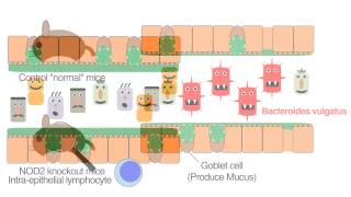 Crohns Disease Gene Nod2 Regulates Intestinal Microbiota [upl. by Alyal]