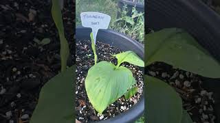 My 2023 Turmeric Plant Is Thriving shorts [upl. by Auliffe]