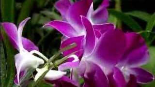 Dendrobium Orchid Care Made Easy [upl. by Yecnay]