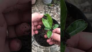 How to grow desert roses from leaves [upl. by Newfeld340]