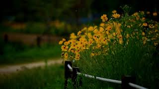 무료영상나눔 금계국Coreopsis drummondii L [upl. by Oflunra547]