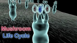 Life Cycle of Mushrooms in the Phylum Basidiomycota [upl. by Aehtna147]