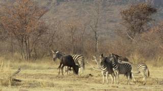 The Marataba Safari Lodge Experience [upl. by Elyag]