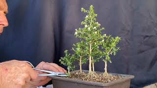 Serissa Foetida AKA Snow Rose Bonsai Forest BoneDry Bonsai [upl. by Waltner]