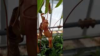 Nepenthes Ventrata looks beautiful  Planting Fields Arboretum State Historic Park [upl. by Eicrad]