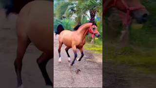 الجواد العربي الأصيل 🔥 The purebred Arabian horse [upl. by Block]