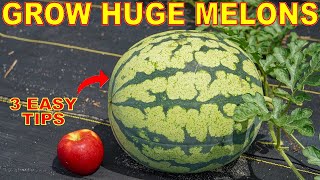 Your Watermelons Will LOVE You For This How To Grow GIANT Watermelon [upl. by Etnovahs831]