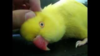 Yellow Indian Ringneck Parakeet talking [upl. by Latnahc]