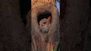 Eastern Screech Owl Sound [upl. by Brigit]