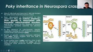 Mutations in Yeast and Neurospora [upl. by Nothgiel]