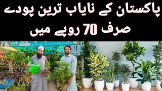 Cheapest Nursery Plants  Buy Online Plants  Rare Plants  Plants Wholesale Market  Indoor plants [upl. by Bashemeth]