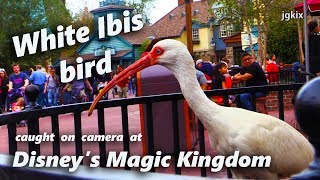 White Ibis Bird at Disneys Magic Kingdom Caught on Camera [upl. by Tiny]