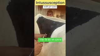 Intussusception l impaction of rumen l dr umar khan [upl. by Eceer]