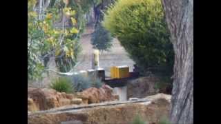 West Australian Live Steam Garden Railway [upl. by Camm]