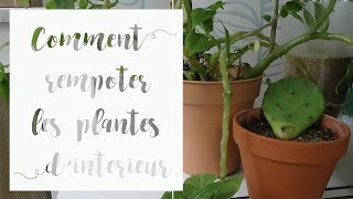 Comment rempoter une plante dintérieur  Tuto jardinage [upl. by Aleel]