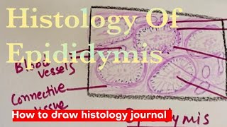 Histology of Epididymis How to draw Epididymis drurmila3614 [upl. by Gadmon]