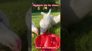 Eggberta late for dinner Light Sussex hens eating rice eggs freerangeeggs hen chickens [upl. by Eph690]