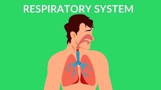 Respiratory System  How we breathe  Video for kids [upl. by Cimah]