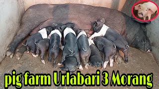 Pig farm Urlabari 3 Morang nepal httpsyoutubeuyraC1476Ps [upl. by Anihtyc]