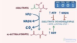 Osmosis Citric acid cycle [upl. by Davide432]