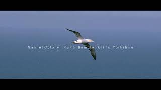 Black Browed Albatross and Gannet  Bempton Cliffs Yorkshire [upl. by Nnair]